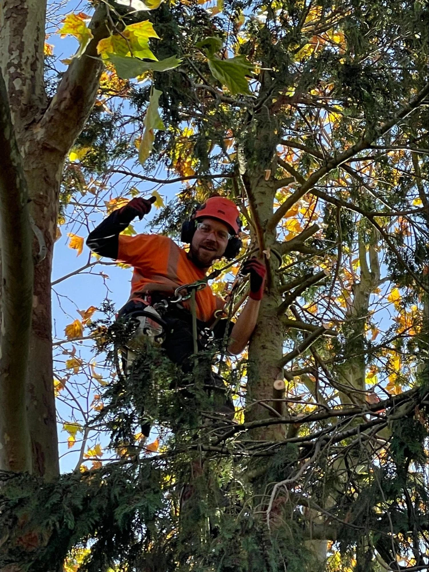Stamford Hill Tree Care Experts